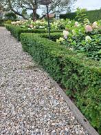Taxus sierhaag heg, Tuin en Terras, Planten | Struiken en Hagen, Ophalen, Taxus, Haag, Minder dan 100 cm