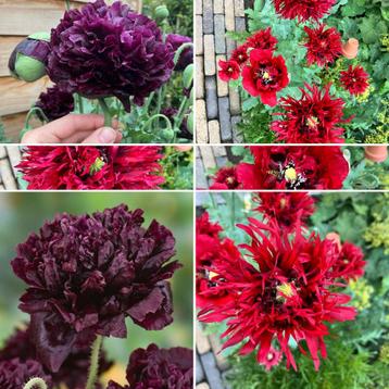 Mix 2 soorten papavers ‘Black Peony’ & ‘Crimson Feathers’ beschikbaar voor biedingen