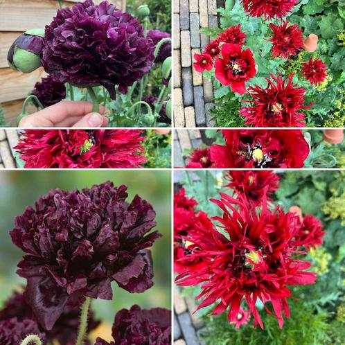 Mix 2 soorten papavers ‘Black Peony’ & ‘Crimson Feathers’, Tuin en Terras, Bloembollen en Zaden, Zaad, Voorjaar, Volle zon, Ophalen of Verzenden