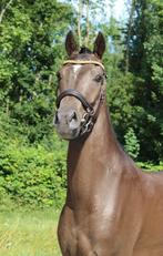 Stoere 4 Jarige Welsh NWR ruin, Dieren en Toebehoren, Pony's, Gechipt, Ruin, Springpony, Zadelmak