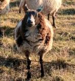 Drachtige schapen gedekt Bonte Witte schapen schaap paard, Dieren en Toebehoren, Schapen, Geiten en Varkens, Vrouwelijk, Schaap