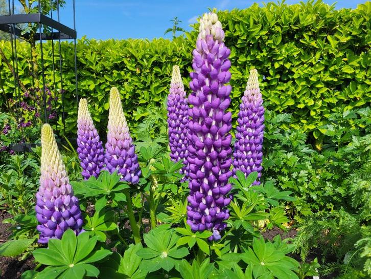 Zaden Lupine lila, Tuin en Terras, Bloembollen en Zaden, Volle zon, Verzenden