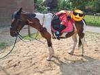 Lease verzorgpony verzorg pony aangeboden, Dieren en Toebehoren, Ophalen, Nieuw