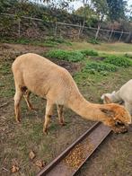 Alpaca hengst, Dieren en Toebehoren, Overige Dieren, Mei, Mannelijk