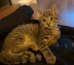 2 lieve kittens aangeboden!, Dieren en Toebehoren, Katten en Kittens | Raskatten | Korthaar, Meerdere dieren