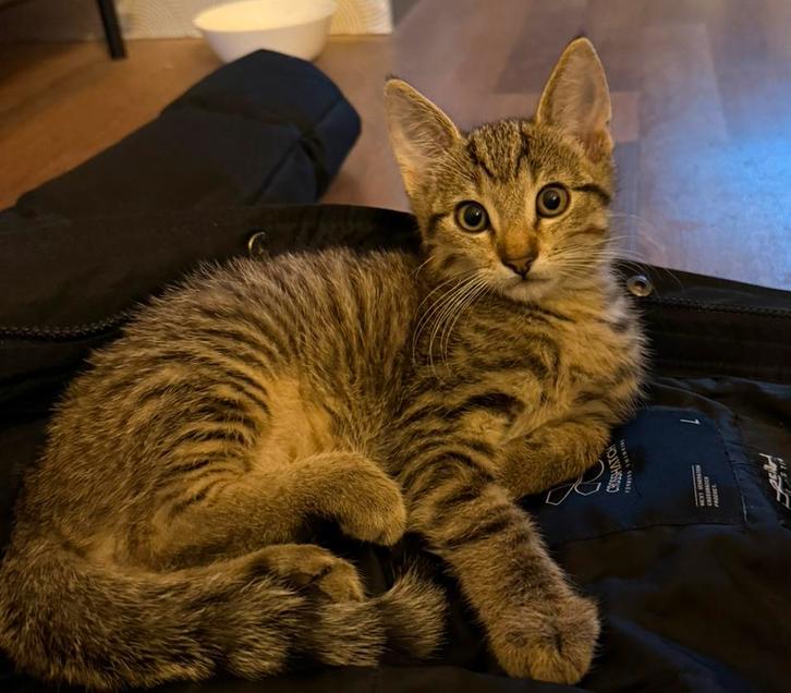 2 lieve kittens aangeboden!, Dieren en Toebehoren, Katten en Kittens | Raskatten | Korthaar, Meerdere dieren
