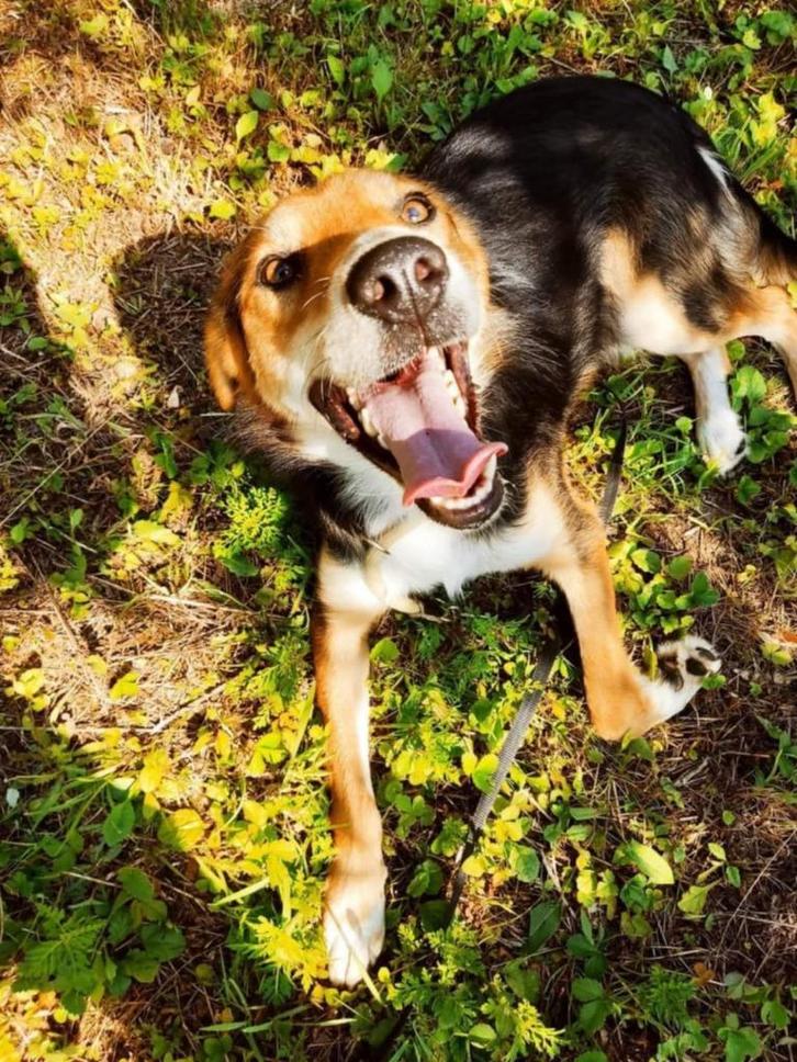 Goedzak Niko op zoek naar knuffels, Dieren en Toebehoren, Honden | Niet-rashonden, Middel, Reu, Particulier, Eén hond, Buitenland