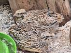Jonge kwartel hennen en hanen, Dieren en Toebehoren, Pluimvee, Meerdere dieren, Overige soorten