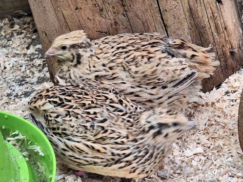 Jonge kwartel hennen en hanen, Dieren en Toebehoren, Pluimvee, Overige soorten, Meerdere dieren