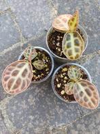 Labisia Turtle Back, Ophalen of Verzenden, Halfschaduw, Minder dan 100 cm