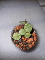 Hoya curtisii silver, Huis en Inrichting, Kamerplanten, Ophalen of Verzenden, Halfschaduw, Minder dan 100 cm