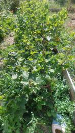 Biologische rode aalbes uit eigen moestuin, Ophalen of Verzenden, Minder dan 100 cm, Overige soorten, Zomer