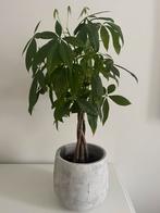 Pachira Aquatica 80 cm hoog, Ophalen of Verzenden, Halfschaduw, Minder dan 100 cm