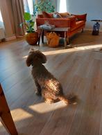 Eiken kliklaminaat V-groef 30m2 + rest (55m2 totaal), Doe-het-zelf en Verbouw, Ophalen, Kunststof, Gebruikt, 10 m² of meer