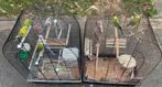 Vogels, Meerdere dieren, Dwergpapegaai of Agapornis