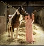 Tinker merrie, Dieren en Toebehoren, Ophalen