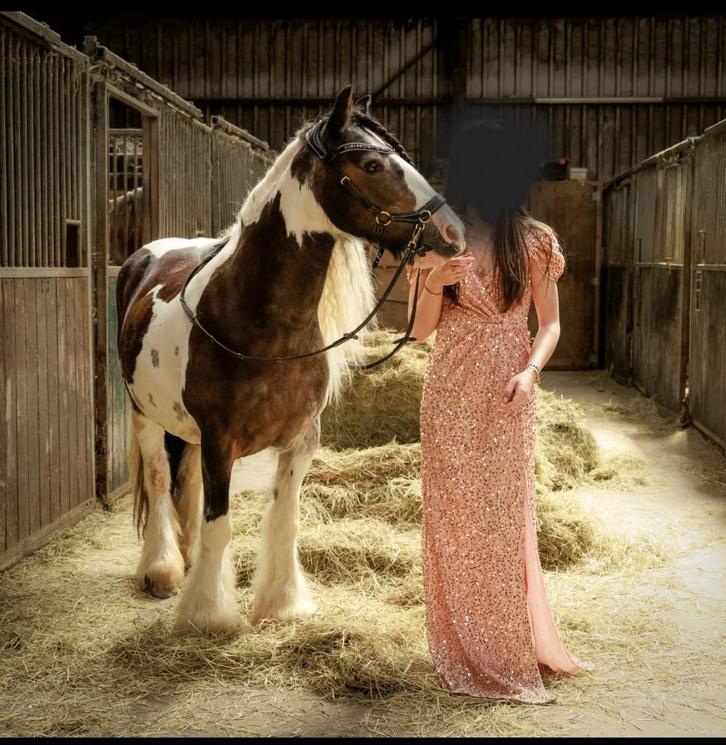 Tinker merrie, Dieren en Toebehoren, Paarden en Pony's | Verzorgingsproducten, Ophalen