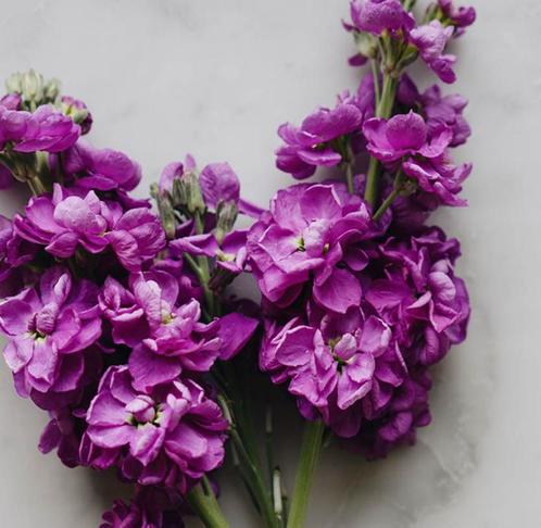Populaire snijbloem: Matthiola incana – sterke plantjes, Tuin en Terras, Planten | Tuinplanten, Eenjarig, Volle zon, Zomer, Ophalen