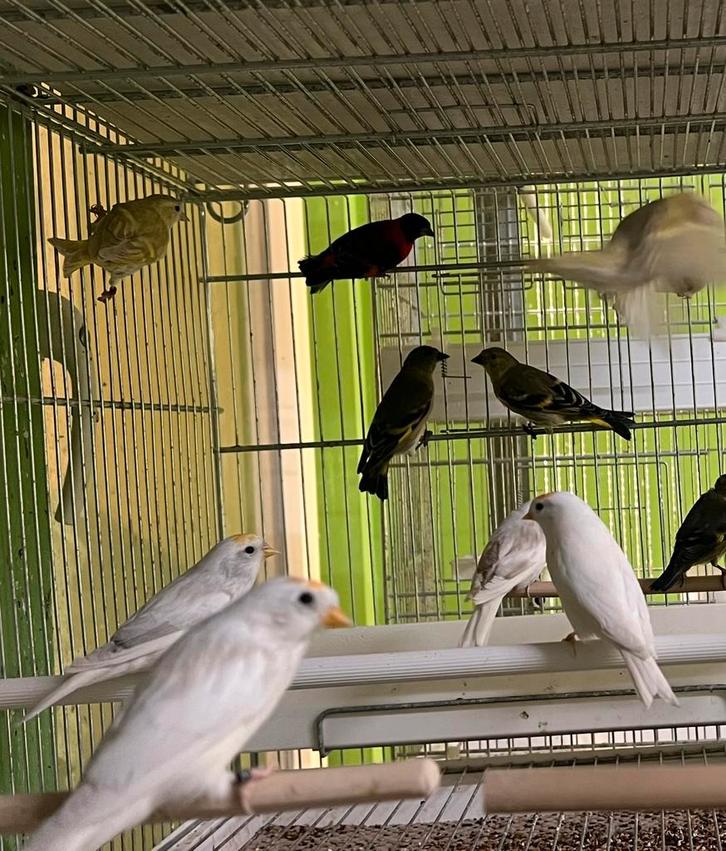 Sijzen vogels, Dieren en Toebehoren, Vogels | Overige Vogels, Meerdere dieren, Geringd