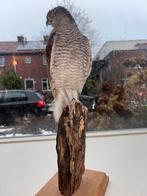 Opgezette Sperwer (Accipiter nisus) - Vrouwtje, Ophalen, Zo goed als nieuw, Vogel, Opgezet dier