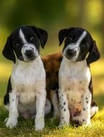 Super lieve kooiker/markiesje pups!, Nederland, Overige rassen, 8 tot 15 weken, CDV (hondenziekte)