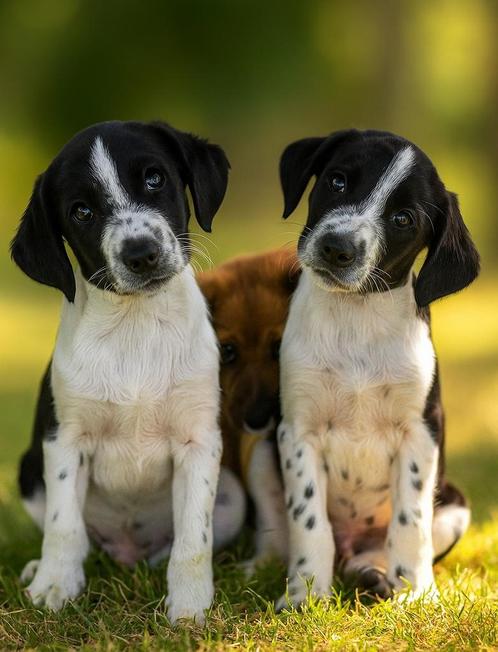Super lieve kooiker/markiesje pups!, Dieren en Toebehoren, Honden | Retrievers, Spaniëls en Waterhonden, Meerdere dieren, Overige rassen