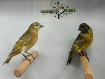 Dubbelpastel zwartkopsijzen beschikbaar voor biedingen