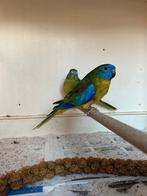 Te koop koppel  turquoisine, Dieren en Toebehoren, Vogels | Parkieten en Papegaaien, Meerdere dieren, Parkiet