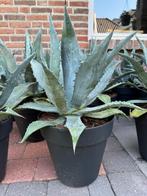 Super mooie groen Agave Americana ‘s, Tuin en Terras, Planten | Tuinplanten, Ophalen, Bloeit niet, Overige soorten, Volle zon