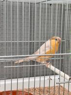 Nordische Goudvinken , braunpastell-Gelb, Paar Koppel, Dieren en Toebehoren, Vogels | Overige Vogels, Meerdere dieren