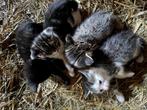Kittens, Dieren en Toebehoren, Katten en Kittens | Overige Katten, Meerdere dieren, Kortharig, 0 tot 2 jaar