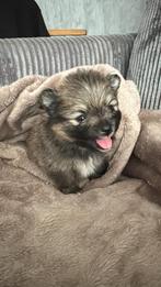 Pomeriaantje, Dieren en Toebehoren, Reu, 8 tot 15 weken, Eén hond, Nederland