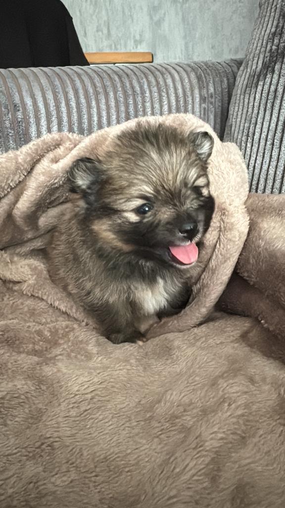 Pomeriaantje, Dieren en Toebehoren, Honden | Poolhonden, Keeshonden en Oertypen, Reu, Keeshond, Particulier, Eén hond, Nederland