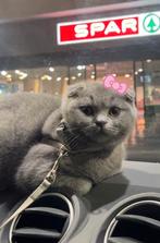 Scottish fold, Ophalen of Verzenden