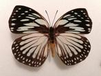 Euxanthe crossleyi, Ophalen of Verzenden, Opgezet dier