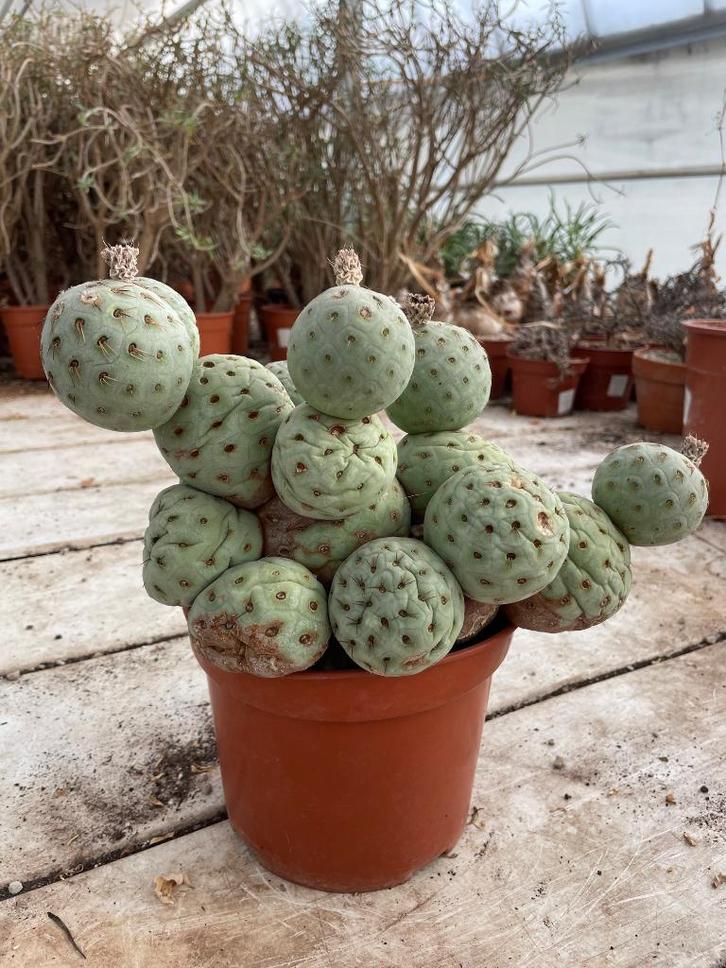 Cactus Tephrocactus Geometricus uit Argentinie potmaat 20cm, Huis en Inrichting, Kamerplanten, Cactus, Minder dan 100 cm, Bloeiende kamerplant