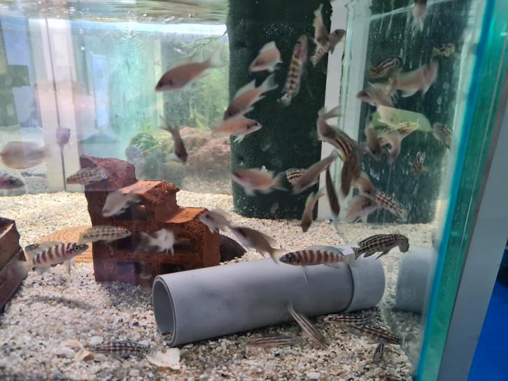 Lamprologus Brichardi Tanganyika Cichliden, Dieren en Toebehoren, Vissen | Aquariumvissen, Zoetwatervis, Vis