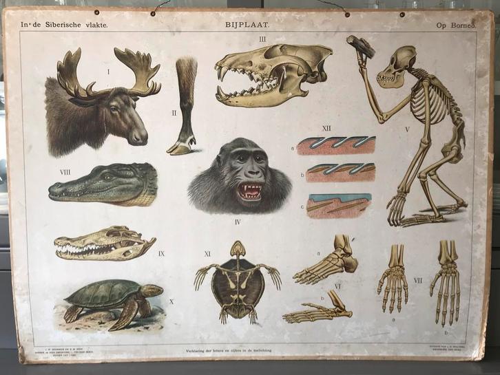 Antieke Schoolplaat Siberische vlakte & Borneo - Natuur, Antiek en Kunst, Antiek | Schoolplaten, Natuur en Biologie, Ophalen