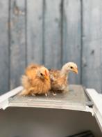 Cochin kriel zijdeveren, Dieren en Toebehoren, Pluimvee, Mannelijk, Kip