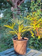 Trachycarpus wagnerianus palmboom | tot 45 cm | €19,99, Lente, Minder dan 100 cm, Palmboom, Ophalen