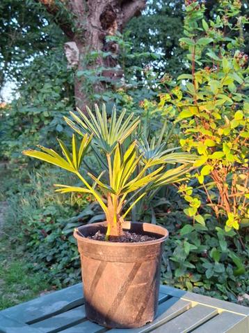 Trachycarpus wagnerianus palmboom | tot 45 cm | €19,99 beschikbaar voor biedingen