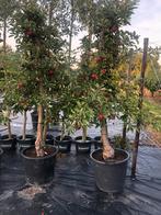 Appelbomen elstar, Ophalen, Volle zon, Overige soorten