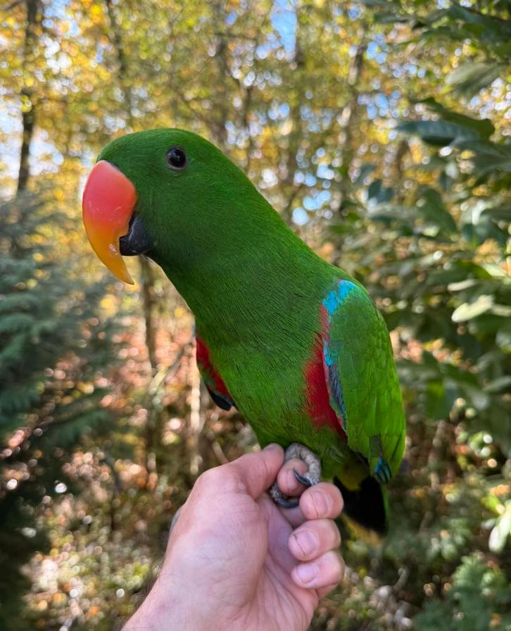 Super mega tamme pratende jonge edel papegaai incl garantie, Dieren en Toebehoren, Vogels | Parkieten en Papegaaien, Papegaai