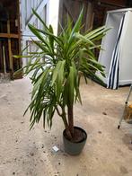 Yocca Palm 150cm - Goede Conditie!, Overige soorten, Volle zon, Vaste plant, Ophalen of Verzenden