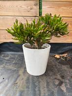 Crassula Ovata 'Gollum' Vetplant, Overige soorten, Volle zon, Vaste plant, Ophalen of Verzenden