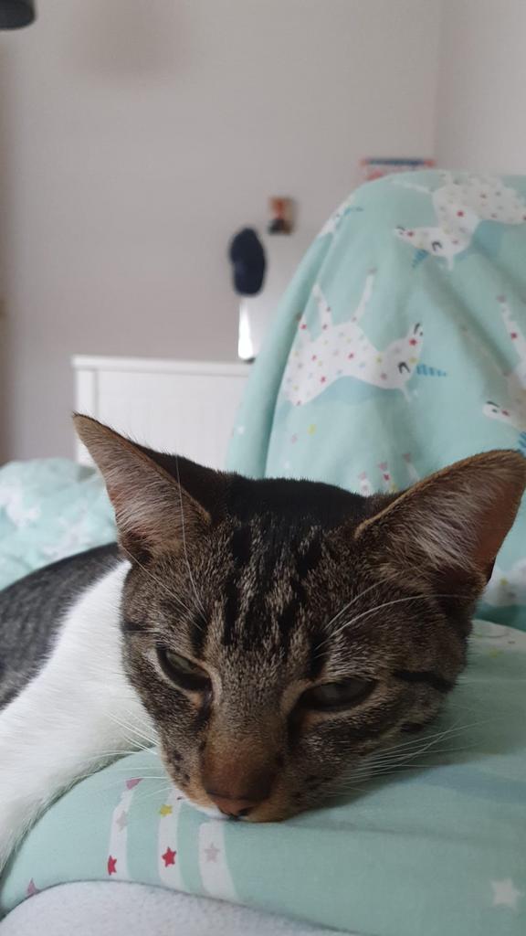 Poes 1,5 jaar oud zoekt gouden mandje, Dieren en Toebehoren, Katten en Kittens | Overige Katten, Poes