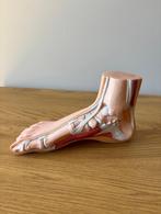 Medisch model, Antiek en Kunst, Ophalen of Verzenden