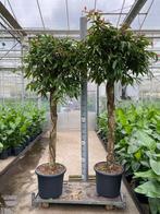 Hele grote ficus amstel king 250cm met dikke stam, Ophalen, Ficus, Halfschaduw, 200 cm of meer