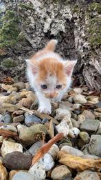 Boerderij kittens te koop, Dieren en Toebehoren, Katten en Kittens | Overige Katten, Meerdere dieren, Kortharig, 0 tot 2 jaar
