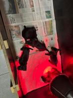 Patterdale terrier, Dieren en Toebehoren, 8 tot 15 weken, Teef, Meerdere, Klein